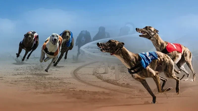 Quy tắc cơ bản khi tham gia cá cược đua chó