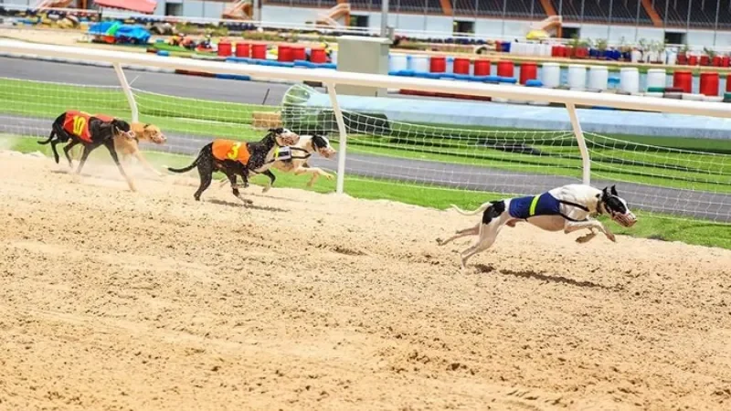 Cá cược đua chó - Hình thức đua chó kéo xe