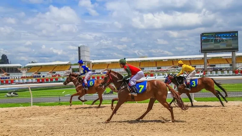 Sơ lược về cá cược đua ngựa 